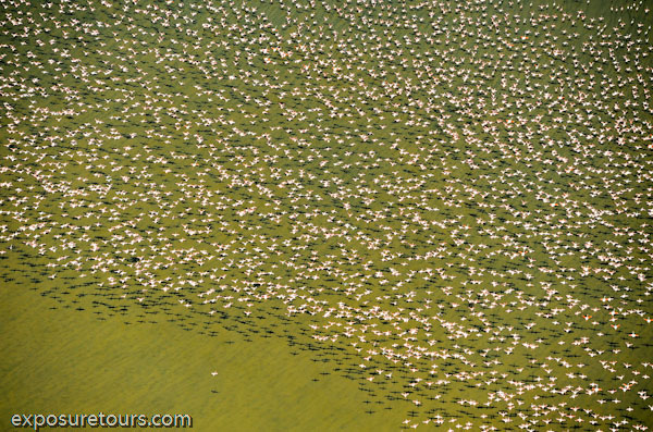 aerial photo safari - exposure tours safari tours toronto (3)