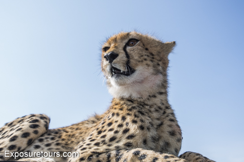 cheetah ecounter african safari (4)