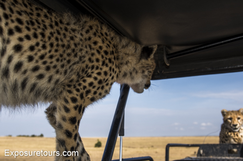 cheetah ecounter african safari (6)